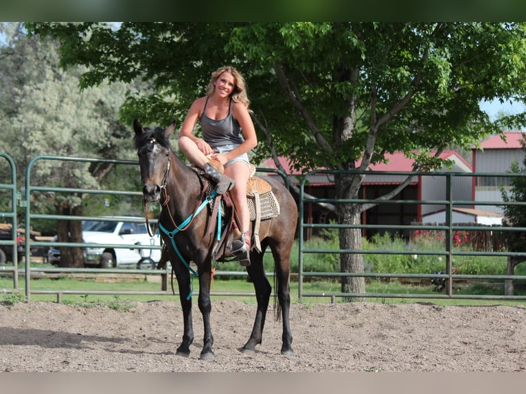 Quarter horse américain Jument 2 Ans 147 cm Roan-Bay in Fort Collins