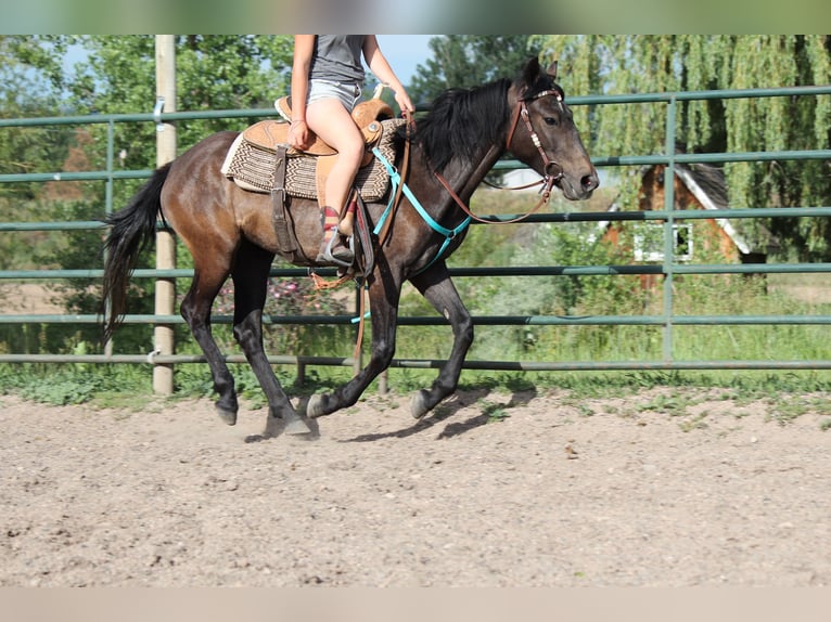 Quarter horse américain Jument 2 Ans 147 cm Roan-Bay in Fort Collins