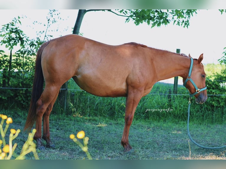 Quarter horse américain Jument 2 Ans 148 cm Alezan dun in Hennef