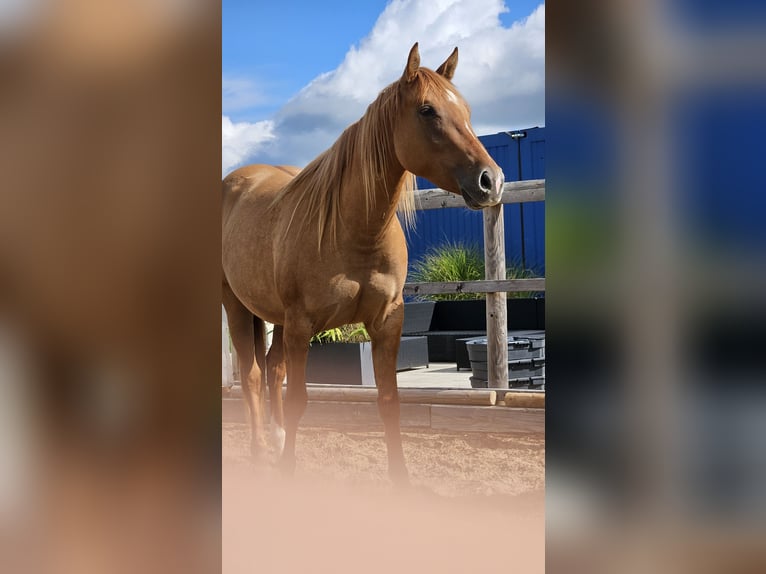 Quarter horse américain Jument 2 Ans 148 cm Alezan dun in Seeon-Seebruck