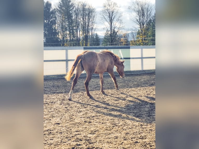 Quarter horse américain Jument 2 Ans 148 cm Alezan dun in Seeon-Seebruck