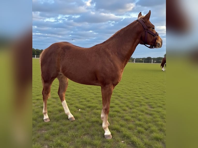 Quarter horse américain Jument 2 Ans 148 cm Alezan in Bari
