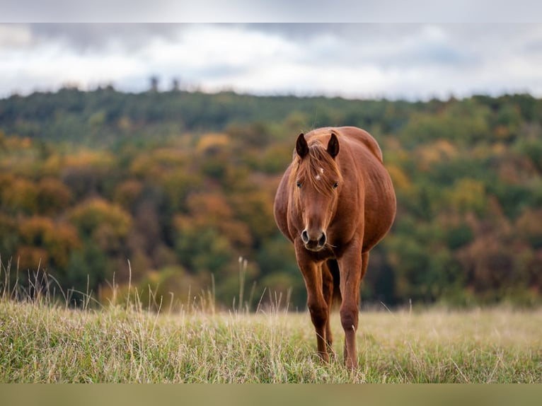 Quarter horse américain Jument 2 Ans 148 cm Alezan in Wałbrzych