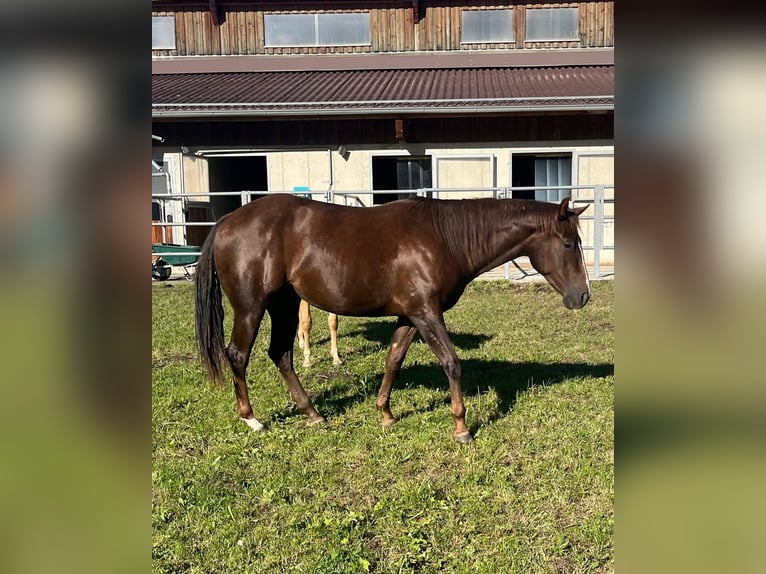 Quarter horse américain Jument 2 Ans 148 cm Bai brun in Steinach am Brenner