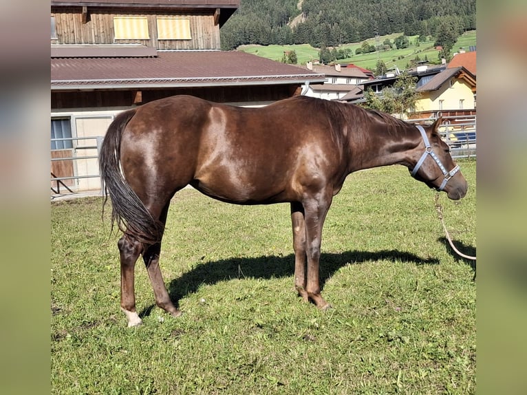 Quarter horse américain Jument 2 Ans 148 cm Bai brun in Steinach am Brenner
