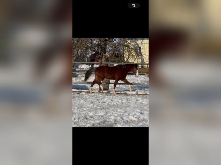 Quarter horse américain Jument 2 Ans 148 cm Bai in Heimenkirch