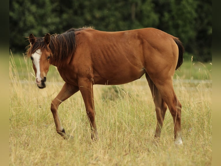 Quarter horse américain Jument 2 Ans 148 cm Bai in Waldshut-Tiengen