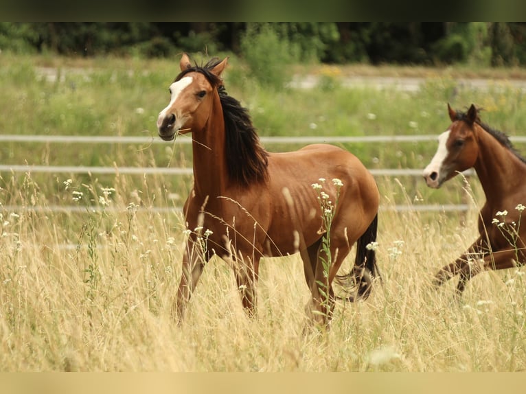 Quarter horse américain Jument 2 Ans 148 cm Bai in Waldshut-Tiengen