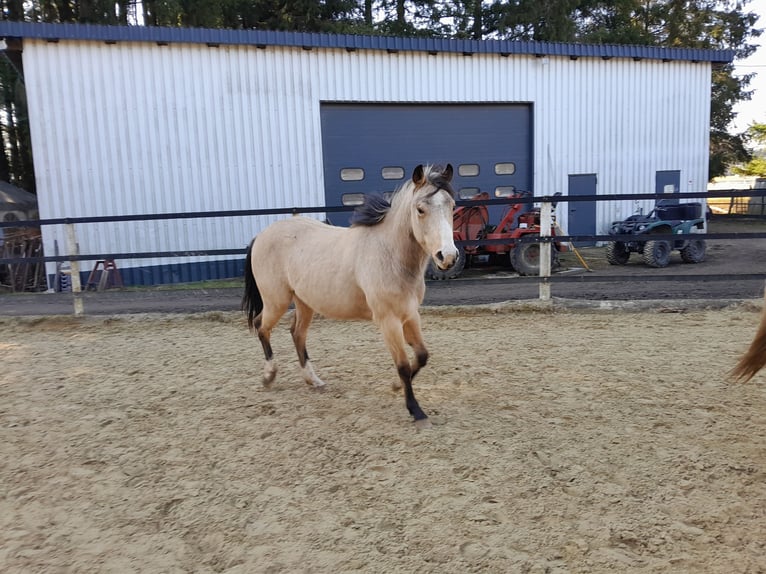 Quarter horse américain Jument 2 Ans 148 cm Buckskin in Neustadt/Westerwald