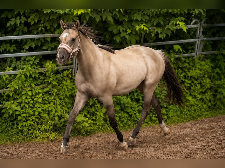 Quarter horse américain Jument 2 Ans 148 cm Grullo in Berschweiler