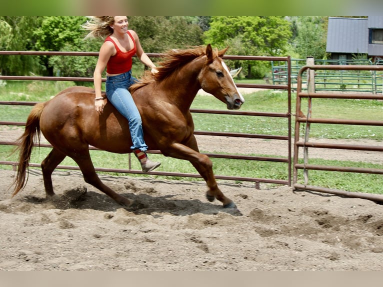 Quarter horse américain Jument 2 Ans 150 cm Alezan cuivré in Fort Collins,CO