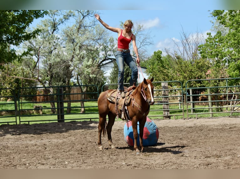 Quarter horse américain Jument 2 Ans 150 cm Alezan cuivré in Fort Collins,CO