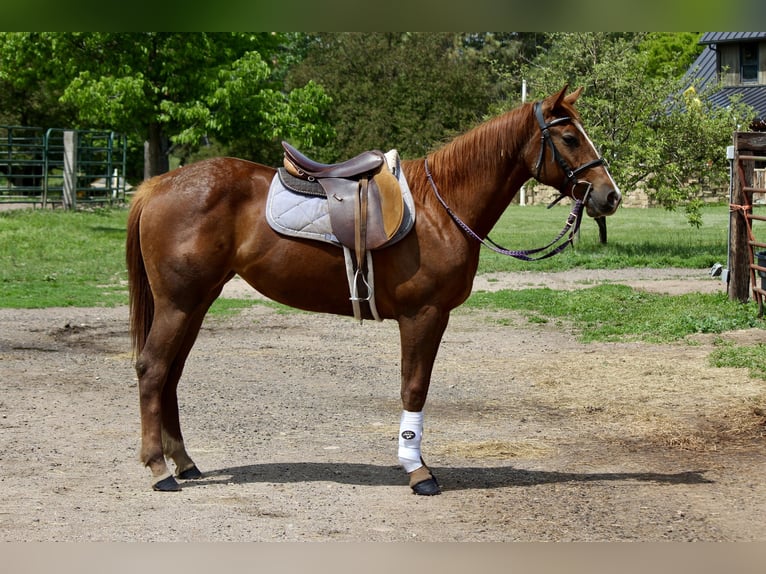 Quarter horse américain Jument 2 Ans 150 cm Alezan cuivré in Fort Collins,CO