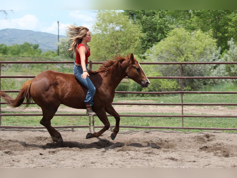 Quarter horse américain Jument 2 Ans 150 cm Alezan cuivré in Fort Collins,CO