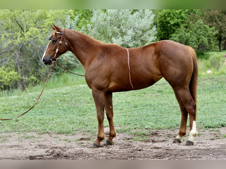 Quarter horse américain Jument 2 Ans 150 cm Alezan cuivré in Fort Collins,CO