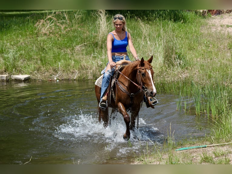 Quarter horse américain Jument 2 Ans 150 cm Alezan cuivré in Fort Collins,CO