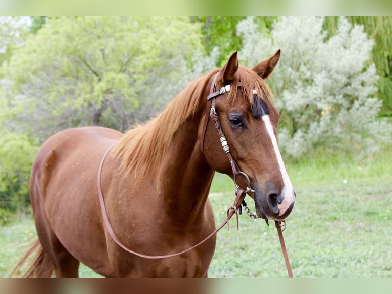 Quarter horse américain Jument 2 Ans 150 cm Alezan cuivré in Fort Collins,CO
