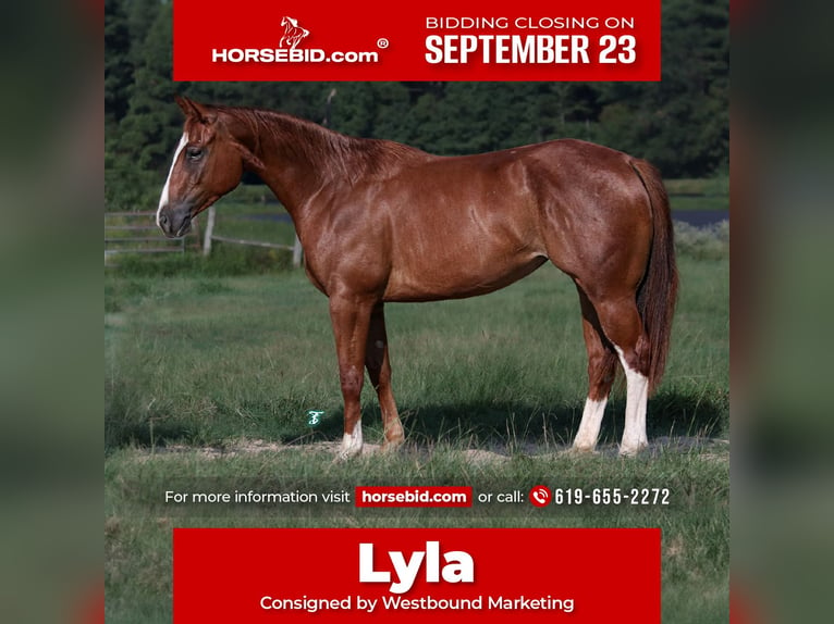 Quarter horse américain Jument 2 Ans 150 cm Alezan cuivré in Carthage, TX