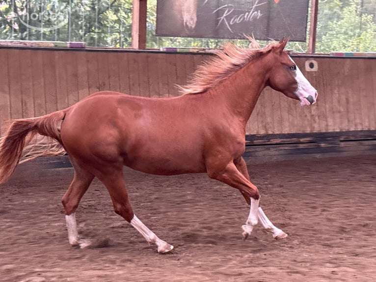 Quarter horse américain Jument 2 Ans 150 cm Alezan in Liebenau