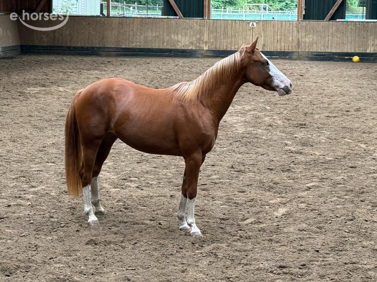 Quarter horse américain Jument 2 Ans 150 cm Alezan in Liebenau
