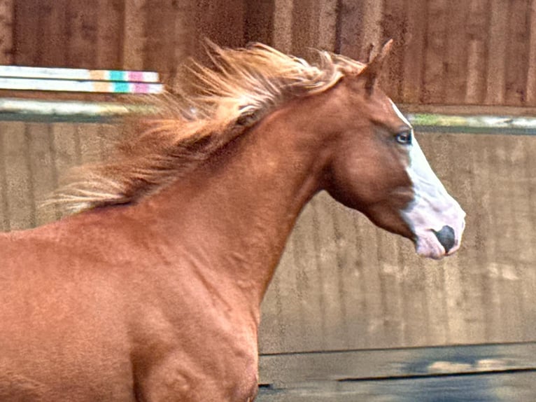 Quarter horse américain Jument 2 Ans 150 cm Alezan in Liebenau