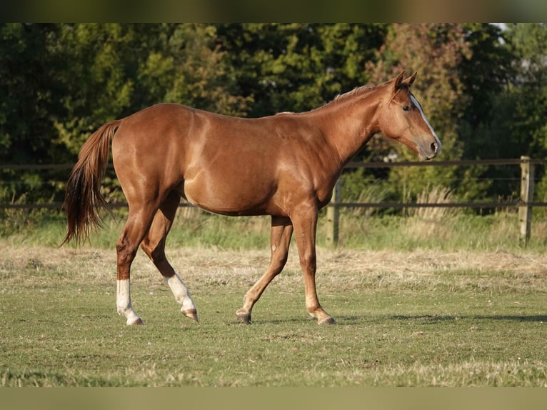 Quarter horse américain Jument 2 Ans 150 cm Alezan in Erkelenz