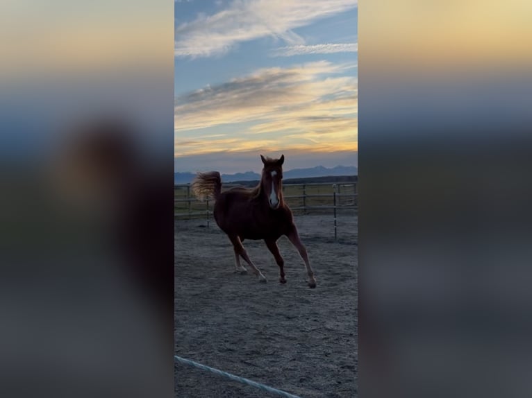 Quarter horse américain Jument 2 Ans 150 cm Alezan in Lamprechtshausen