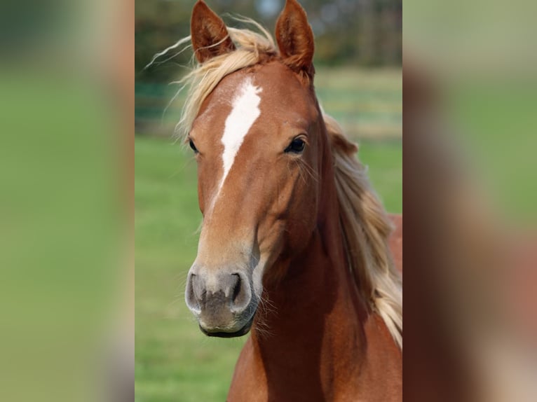 Quarter horse américain Jument 2 Ans 150 cm Alezan in Hellenthal