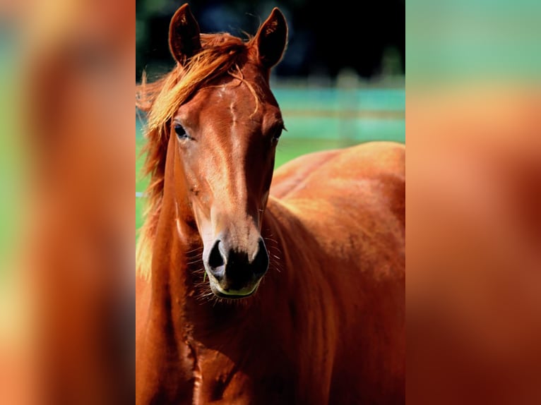 Quarter horse américain Jument 2 Ans 150 cm Alezan in Hellenthal