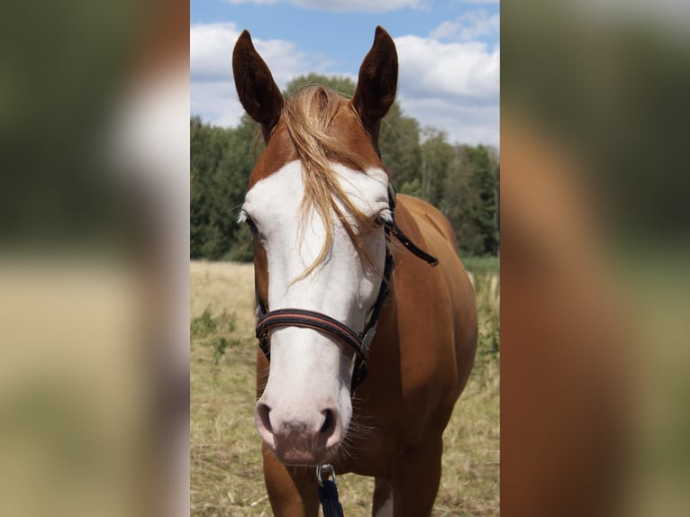 Quarter horse américain Jument 2 Ans 150 cm Alezan in Treuenbrietzen