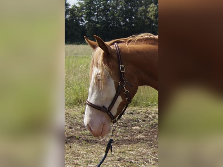 Quarter horse américain Jument 2 Ans 150 cm Alezan in Treuenbrietzen