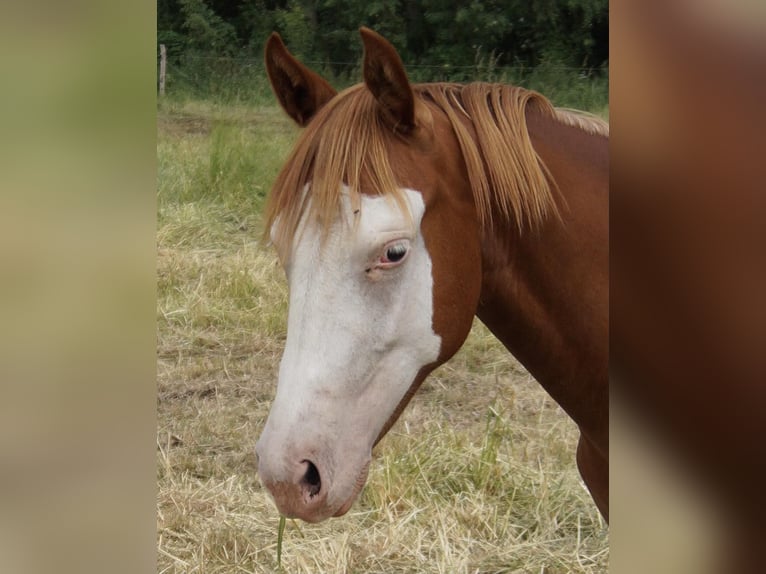 Quarter horse américain Jument 2 Ans 150 cm Alezan in Treuenbrietzen