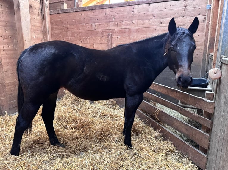 Quarter horse américain Jument 2 Ans 150 cm Bai brun foncé in Wilhelmsburg