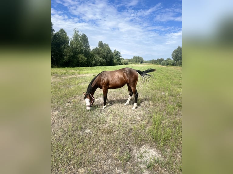 Quarter horse américain Jument 2 Ans 150 cm Bai brun in Warsaw