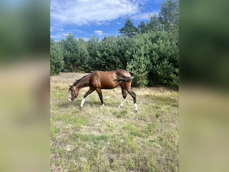 Quarter horse américain Jument 2 Ans 150 cm Bai brun in Warsaw