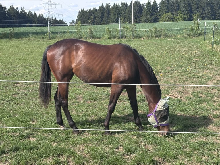 Quarter horse américain Jument 2 Ans 150 cm Bai in Kirchendemenreuth