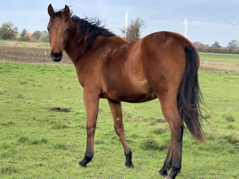 Quarter horse américain Jument 2 Ans 150 cm Bai in Neustadt am Rübenberge