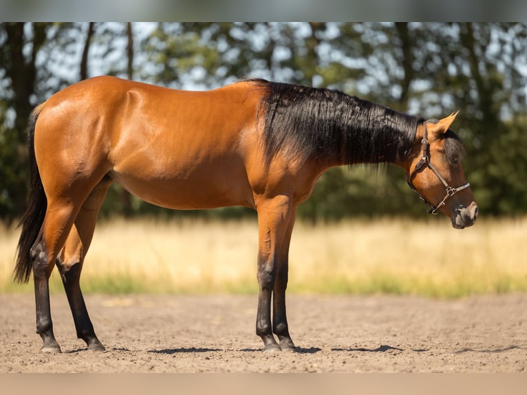 Quarter horse américain Jument 2 Ans 150 cm Bai in Steyerberg