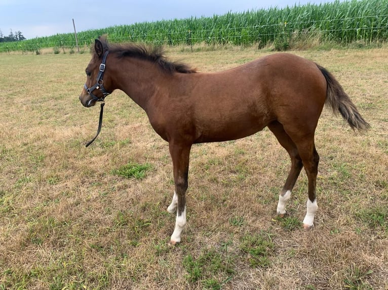 Quarter horse américain Jument 2 Ans 150 cm Bai in Münzenberg