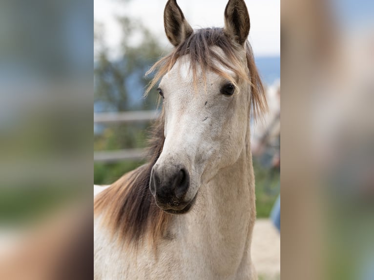 Quarter horse américain Croisé Jument 2 Ans 150 cm Buckskin in Dörnberg
