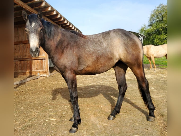 Quarter horse américain Jument 2 Ans 150 cm Gris in Müglitztal