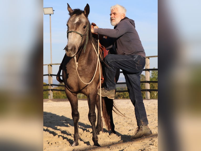 Quarter horse américain Jument 2 Ans 150 cm Gris in Müglitztal