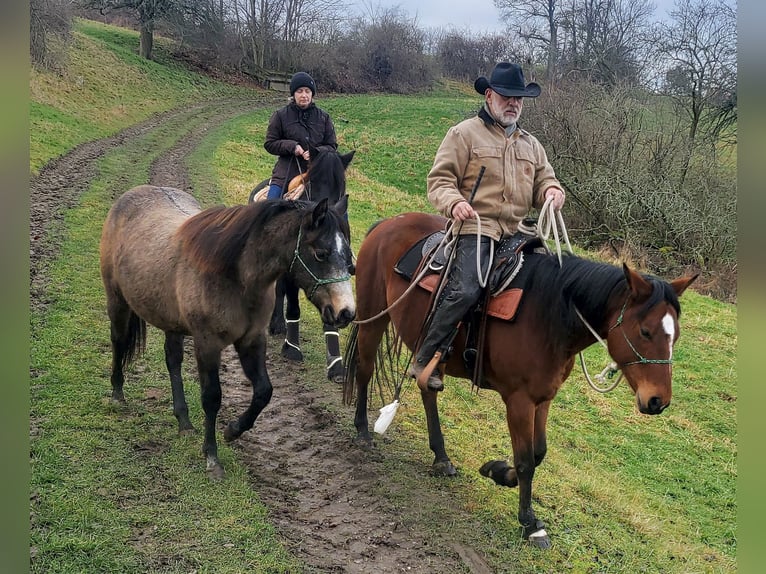 Quarter horse américain Jument 2 Ans 150 cm Gris in Müglitztal