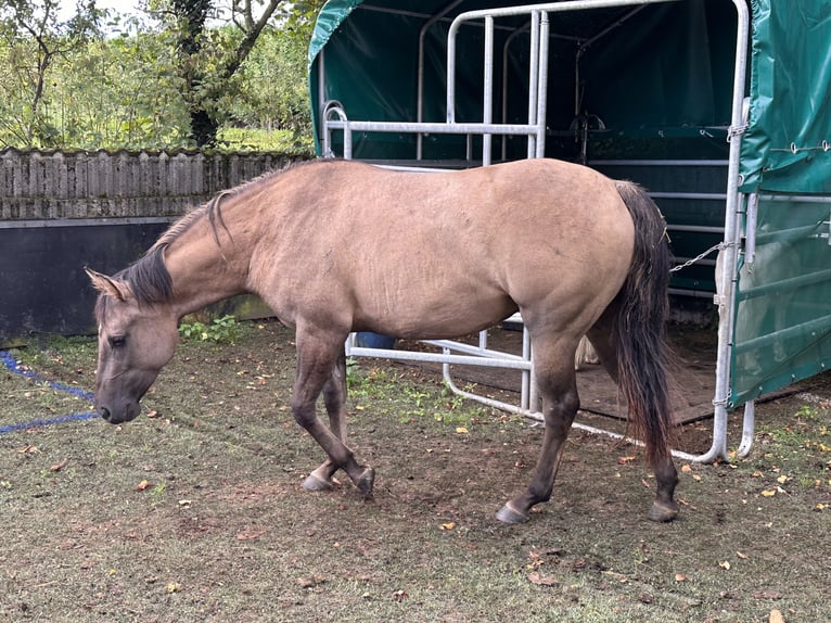 Quarter horse américain Jument 2 Ans 150 cm Grullo in Meckenheim