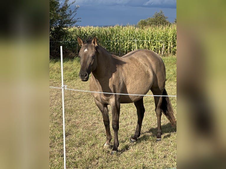 Quarter horse américain Jument 2 Ans 150 cm Grullo in Meckenheim