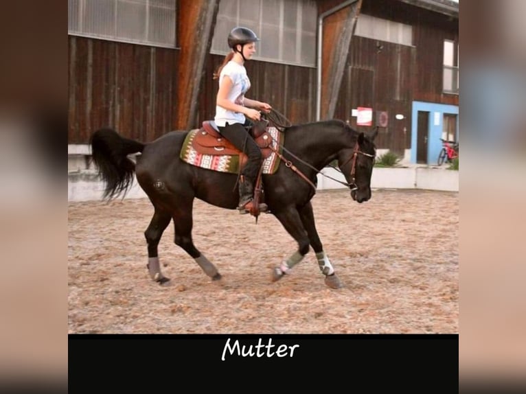 Quarter horse américain Jument 2 Ans 150 cm Noir in Gerolfingen