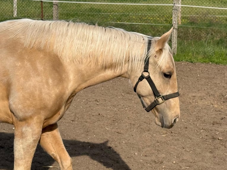 Quarter horse américain Jument 2 Ans 150 cm Palomino in Ludwigslust