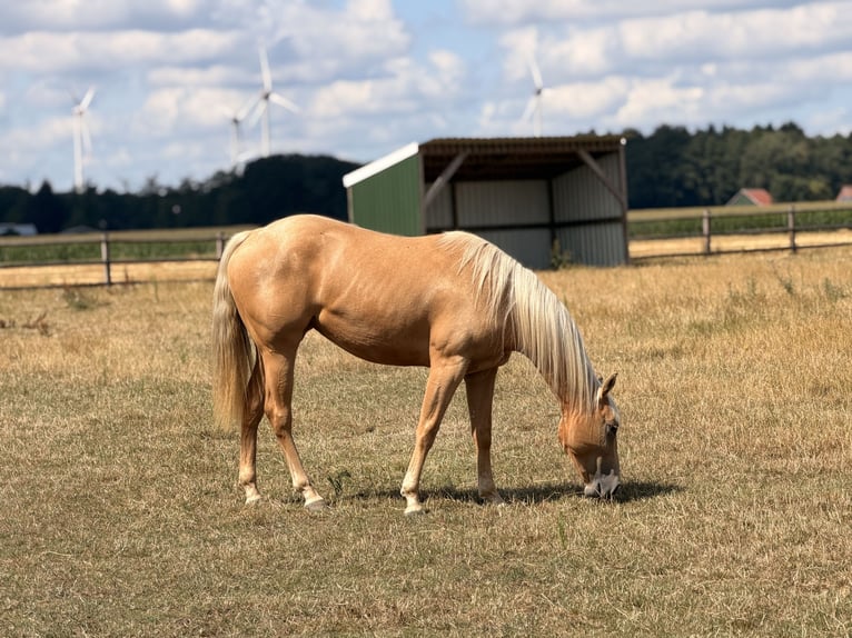 Quarter horse américain Jument 2 Ans 150 cm Palomino in Haren