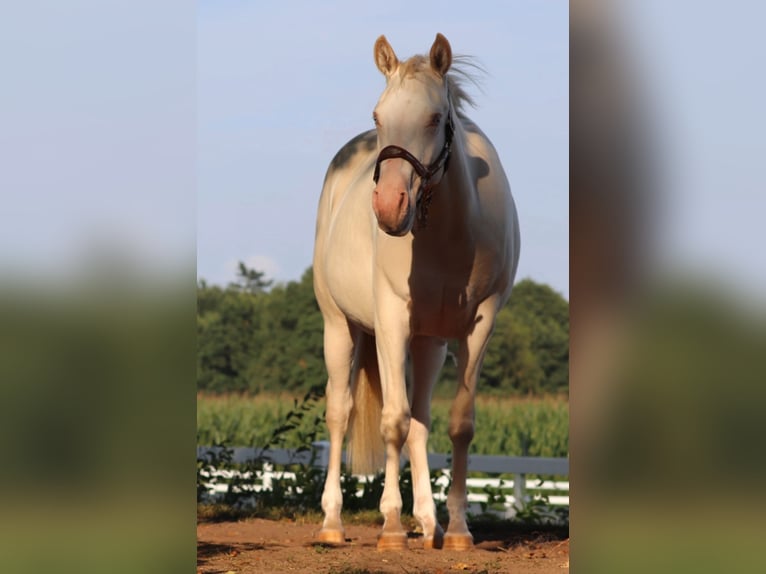 Quarter horse américain Croisé Jument 2 Ans 150 cm Perlino in Oberlangen Quarter horse américain Croisé Jument 2 Ans 150 cm Perlino in Oberlangen