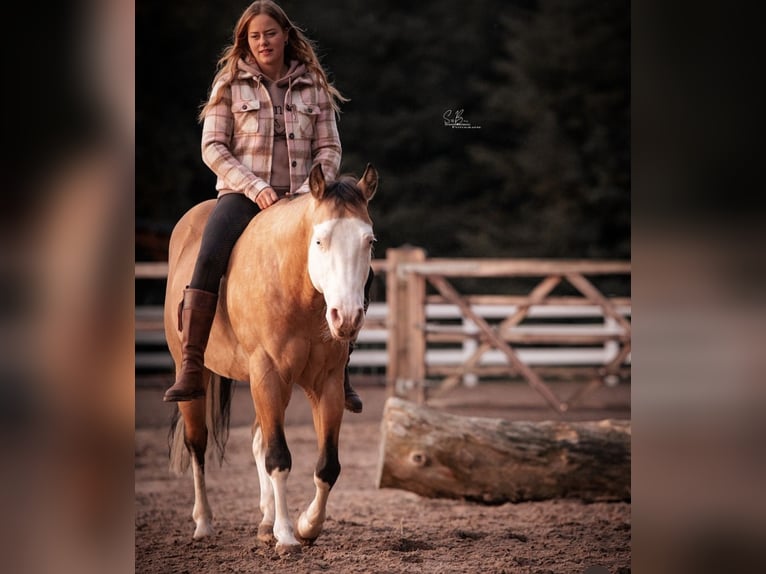 Quarter horse américain Croisé Jument 2 Ans 150 cm Perlino in Oberlangen Quarter horse américain Croisé Jument 2 Ans 150 cm Perlino in Oberlangen